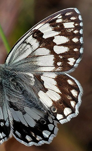 Balkan Marbled White, Melanargia larissa.  Skala Kalloni, Lesbos, Grkenland d. 19 may 2015. Photographer;  John Vergo