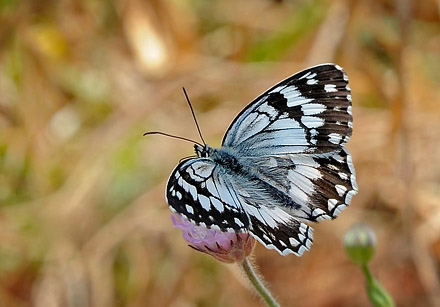 Balkan Marbled White, Melanargia larissa.  Skala Kalloni, Lesbos, Grkenland d. 19 may 2015. Photographer;  John Vergo