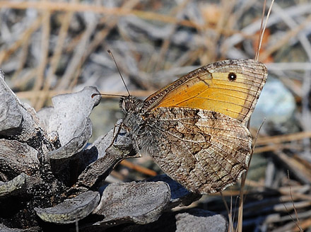 Samos Sandrandje, Hipparchia mersina. Ahladeri, Lesbos, Grkenland d. 18 maj 2015. Fotograf; John Vergo