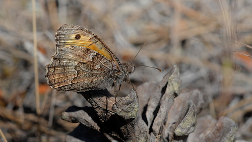 Samos Sandrandje, Hipparchia mersina. Ahladeri, Lesbos, Grkenland d. 18 maj 2015. Fotograf; John Vergo