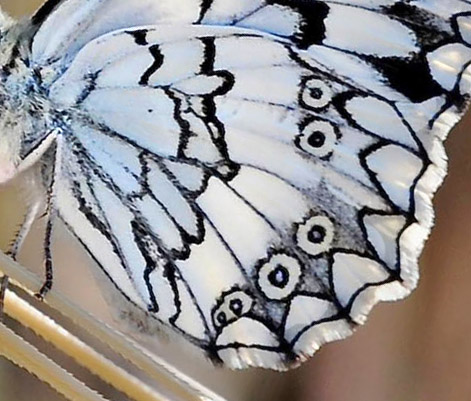 Balkan Marbled White, Melanargia larissa. Skala Kalloni, Lesbos, Grækenland d. 19 may 2015. Photographer; John Vergo