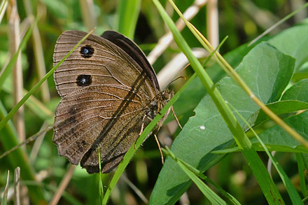 Kriger, Minois dryas han. Vercana, Lake Como, Italien d. 21 august 2013. Fotograf; John Vergo