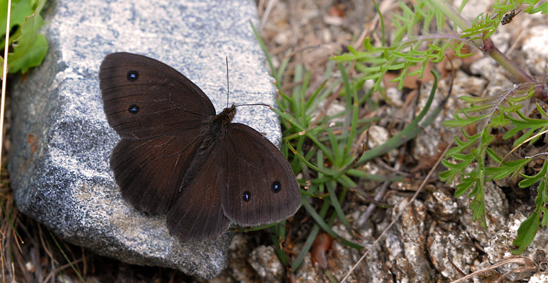 Kriger, Minois dryas han. Vercana, Lake Como, Italien d. 23 august 2013. Fotograf; John Vergo