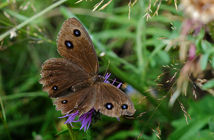 Kriger, Minois dryas hun. Vercana, Lake Como, Italien d. 23 august 2013. Fotograf; John Vergo