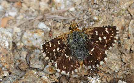 Rubinbredpande, Spialia sertorius. Vercana, Lake Como, Italien d. 23 august 2013. Fotograf; John Vergo