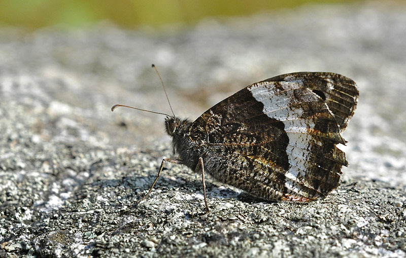 Skov-Klipperandje, Hipparchia fagi. Vercana Lake Como Italien  d. 23 august 2013. Fotograf:  John Vergo