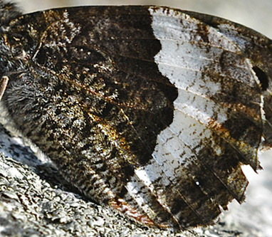 Skov-Klipperandøje, Hipparchia fagi. Vercana Lake Como Italien d. 23 august 2013. Fotograf: John Vergo