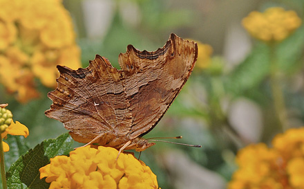 Det Hvide Y, Polygonia egea (Cramer, 1775). Agia Marina, Kreta d. 10 juni 2012. Fotograf; John Vergo