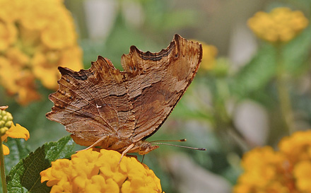 Det Hvide Y, Polygonia egea (Cramer, 1775).  Agia Marina, Kreta d. 10 juni 2012.  Fotograf; John Vergo