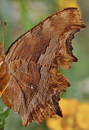 Det Hvide Y, Polygonia egea (Cramer, 1775).  Agia Marina, Kreta d. 10 juni 2012.  Fotograf; John Vergo