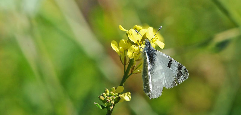 Gran Canaria Green-striped White, Euchloe (Euchloe) grancanariensis (Acosta, 2008). Mogan, Gran Canaria, Spain d 17 march 2014. Photographer;  John Vergo
