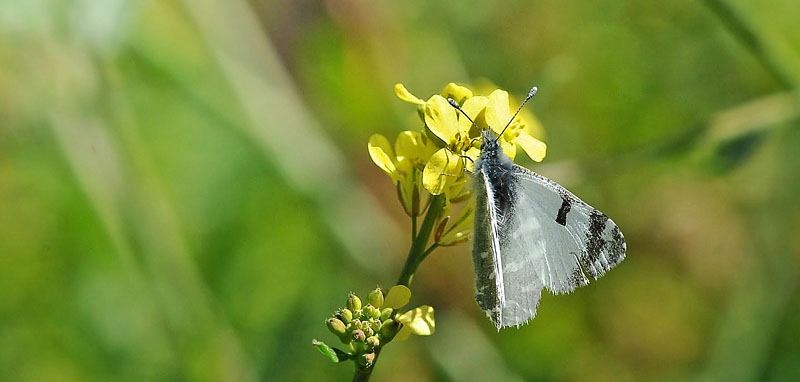 Gran Canaria Green-striped White, Euchloe (Euchloe) grancanariensis (Acosta, 2008). Mogan, Gran Canaria, Spain d 17 march 2014. Photographer;  John Vergo