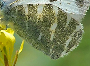 Gran Canaria Green-striped White, Euchloe (Euchloe) grancanariensis (Acosta, 2008). Mogan, Gran Canaria, Spain d 17 march 2014. Photographer;  John Vergo