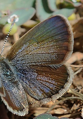 Dark Grass Blue, Zizeeria knysna. Taurito, Gran Canaria, Spain d 17 march 2014. Photographer;  John Vergo