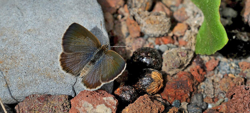 Dark Grass Blue, Zizeeria knysna. Taurito, Gran Canaria, Spain d 17 march 2014. Photographer;  John Vergo