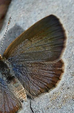 Dark Grass Blue, Zizeeria knysna. Taurito, Gran Canaria, Spain d 17 march 2014. Photographer;  John Vergo