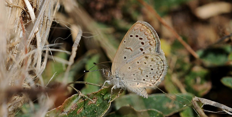 Dark Grass Blue, Zizeeria knysna. Taurito, Gran Canaria, Spain d 17 march 2014. Photographer;  John Vergo