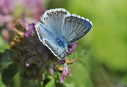 Slvblfugl, Lysandra coridon.  Sufers (1400m), Graubunden Schweiz  d. 16 august 2013. Fotograf; John Vergo