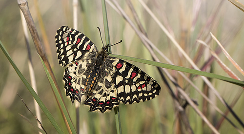 Vestlig Guirlandesommerfugl, Zerynthia rumina.  Casablanquilla, Malaga, Andelusien, Spanien d. 14  April 2016. Fotograf;  Knud Ellegaard