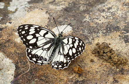 Spansk Skakbrætrandøje, Melanargia ines. Casablanquilla, Malaga, Andelusien, Spanien d. 14 April 2016. Fotograf; Knud Ellegaard
