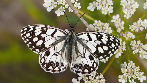 Spansk Skakbrætrandøje, Melanargia ines. Casablanquilla, Malaga, Andelusien, Spanien d. 14 April 2016. Fotograf; Knud Ellegaard