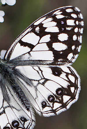 Spansk Skakbrætrandøje, Melanargia ines. Casablanquilla, Malaga, Andelusien, Spanien d. 14 April 2016. Fotograf; Knud Ellegaard