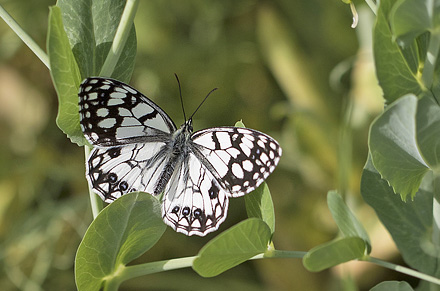 Spansk Skakbrætrandøje, Melanargia ines. Casablanquilla, Malaga, Andelusien, Spanien d. 14 April 2016. Fotograf; Knud Ellegaard
