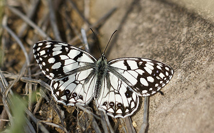 Spansk Skakbrætrandøje, Melanargia ines. Casablanquilla, Malaga, Andelusien, Spanien d. 14 April 2016. Fotograf; Knud Ellegaard