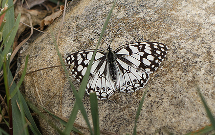 Spansk Skakbrætrandøje, Melanargia ines. Casablanquilla, Malaga, Andelusien, Spanien d. 14 April 2016. Fotograf; Knud Ellegaard
