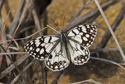 Spansk Skakbrætrandøje, Melanargia ines. Casablanquilla, Malaga, Andelusien, Spanien d. 14 April 2016. Fotograf; Knud Ellegaard