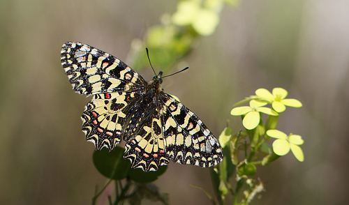 Vestlig Guirlandesommerfugl, Zerynthia rumina.  Casablanquilla, Malaga, Andelusien, Spanien d. 14  April 2016. Fotograf;  Knud Ellegaard