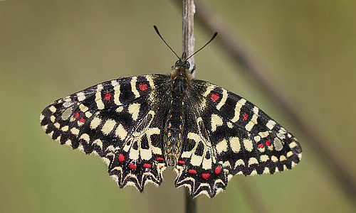 Vestlig Guirlandesommerfugl, Zerynthia rumina.  Casablanquilla, Malaga, Andelusien, Spanien d. 14  April 2016. Fotograf;  Knud Ellegaard