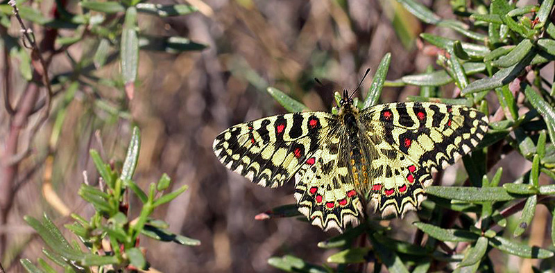 Vestlig Guirlandesommerfugl, Zerynthia rumina. Benalmdena, Mlaga, Spain d. 6 november 2016. Photographer;  Erni Boesen