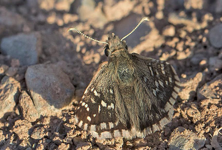 Amboltbredpande, Pyrgus onopordi. Colmenar, Andalusien, Spanien d. 17 august 2016. Fotograf: Knud Ellegaard
