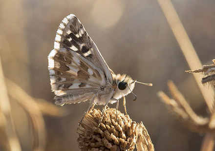 Amboltbredpande, Pyrgus onopordi. Colmenar, Andalusien, Spanien d. 17 august 2016. Fotograf: Knud Ellegaard