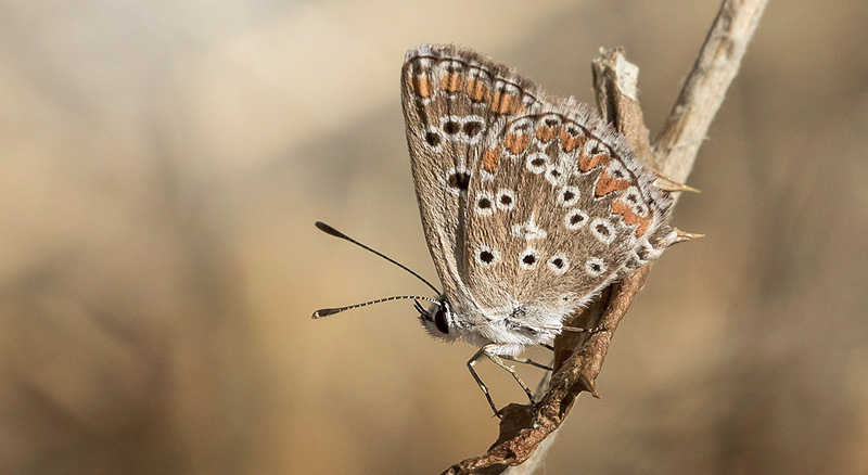 Sydlig Rdplettet Blfugl, Aricia cramera. Colmenar,  Andalusien, Spanien d. 18 august 2016. Fotograf: Knud Ellegaard