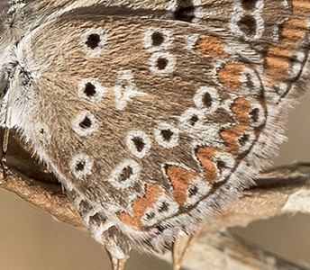 Sydlig Rdplettet Blfugl, Aricia cramera. Colmenar,  Andalusien, Spanien d. 18 august 2016. Fotograf: Knud Ellegaard