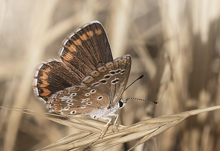 Sydlig Rdplettet Blfugl, Aricia cramera. Colmenar,  Andalusien, Spanien d. 18 august 2016. Fotograf: Knud Ellegaard