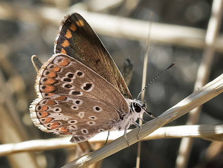 Sydlig Rdplettet Blfugl, Aricia cramera. Colmenar,  Andalusien, Spanien d. 18 august 2016. Fotograf: Knud Ellegaard