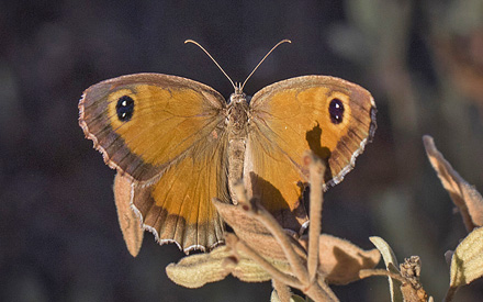 Sydlig Buskrandje, Pyronia cecilia (Vallantin, 1894) hun. Colmenar, Andalusien, Spanien d. 18 august 2016. Fotograf; Knud Ellegaard