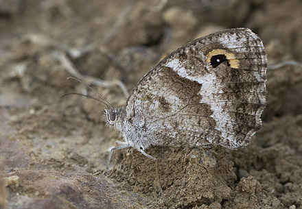 Sydlig Buskrandje, Pyronia cecilia (Vallantin, 1894) hun. Colmenar, Andalusien, Spanien d. 18 august 2016. Fotograf; Knud Ellegaard