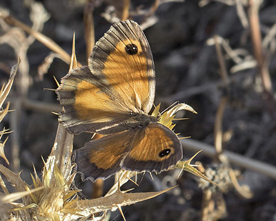 Sydlig Buskrandje, Pyronia cecilia (Vallantin, 1894) hun. Colmenar, Andalusien, Spanien d. 18 august 2016. Fotograf; Knud Ellegaard