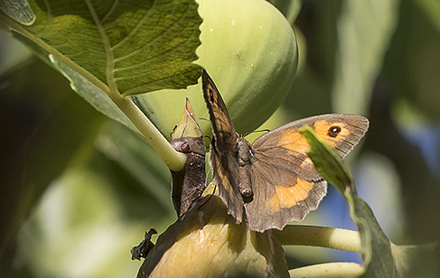 Grsrandje, Maniola jurtina.  Colmenar, Andalusien, Spanien d. 18 august 2016. Fotograf; Knud Ellegaard