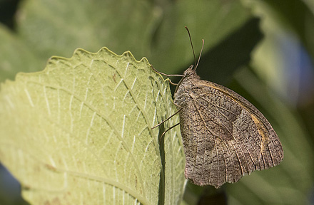 Grsrandje, Maniola jurtina.  Colmenar, Andalusien, Spanien d. 18 august 2016. Fotograf; Knud Ellegaard