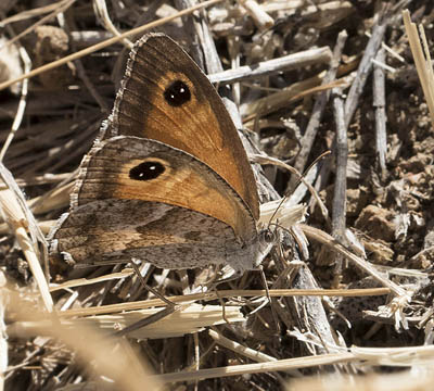 Sydlig Buskrandje, Pyronia cecilia (Vallantin, 1894) hun. Colmenar, Andalusien, Spanien d. 18 august 2016. Fotograf; Knud Ellegaard