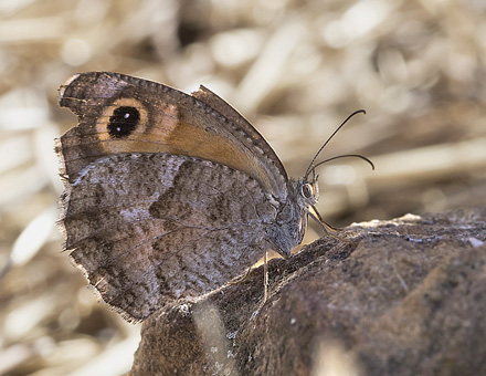 Sydlig Buskrandje, Pyronia cecilia (Vallantin, 1894) hun. Colmenar, Andalusien, Spanien d. 18 august 2016. Fotograf; Knud Ellegaard