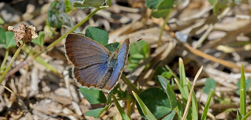 Dark Grass Blue, Zizeeria knysna. Los Cristianos, Tenerife, Spain d 19 march 2016. Photographer;  John Vergo