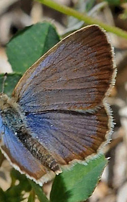 Dark Grass Blue, Zizeeria knysna. Los Critianos, Tenerife, Spain d 19 march 2016. Photographer;  John Vergo