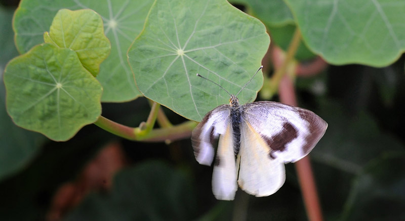 Kanarie-Klsommerfugl, Pieris cheiranthi. Tenerife d. 18 marts 2016. Fotograf;  John Vergo