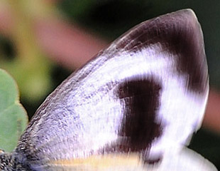 Kanarie-Klsommerfugl, Pieris cheiranthi. Tenerife d. 18 marts 2016. Fotograf;  John Vergo